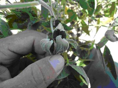 Plantas dañadas, gente dañada. Los impactos del herbicida Dicamba: Boletín 811 de la RALLT