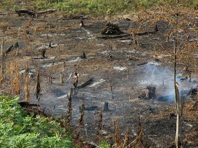 ¿Por qué arden los bosques de medio mundo y qué podemos hacer?