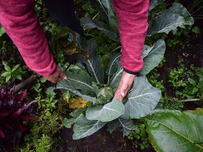 ¿Por qué aumentar las agroexportaciones no beneficia a los miles de pequeñas agriculturas?