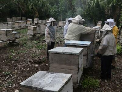 - Trabajo apícola de la Sociedad Rural Kabi Habin, en Blanca Flor, Bacalar, Quintana Roo, México. Foto: Henry Picado