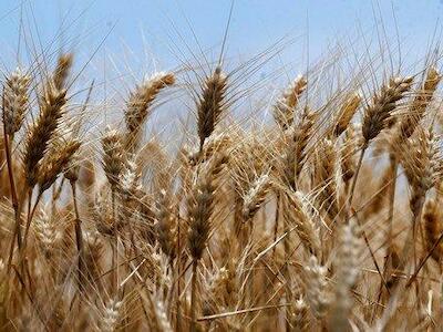 ¿Por qué preocupa el trigo tolerante a la sequía?