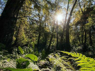 Por unas ciencias forestales para la vida:  la vida como sentido de la sustentabilidad