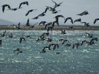 Bandada de aves playeras en la Bahía de San Antonio, Patagonia Argentina. Foto: FPN