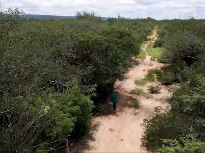 Caatinga. Foto: Acervo ASA