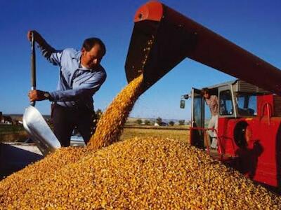 ¿Quién gana con las importaciones de maíz?