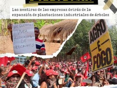 ¿Quién necesita más papel y celulosa? 