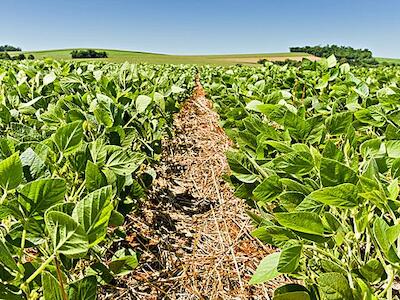 - Com 100 milhões de hectares de terras agriculturáveis e 4,5 milhões de sem-terra, Brasil estuda formas de atrair mais investidores estrangeiros, sob o risco de encarecer os alimentos - R Rufino/Embrapa.