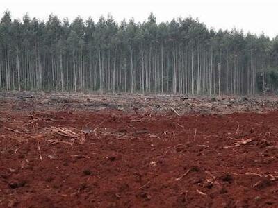 Rechazo a la certificación de Arauco por sus “Servicios Ecosistémicos a la Biodiversidad”