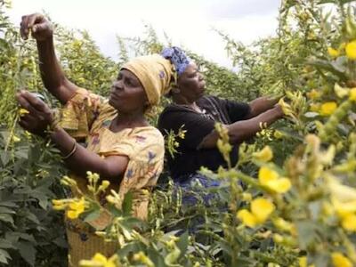 Recuperar la soberanía energética y alimentaria a través de la agroecología