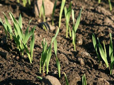 Recuperar la tierra, nuestra comida y nuestra agricultura