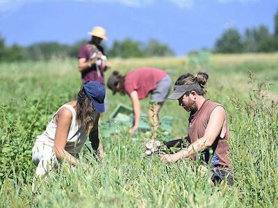 Reformas de la Política Agrícola Común de la UE para 2027: ECVC impulsa la soberanía alimentaria