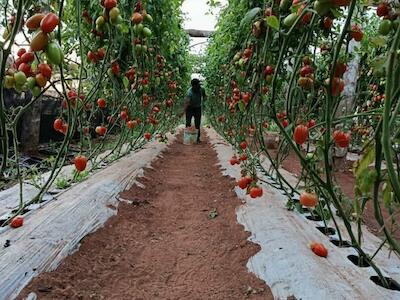 Regularización sí, no a la criminalización: la comunidad Joaju reafirma su derecho a la tierra