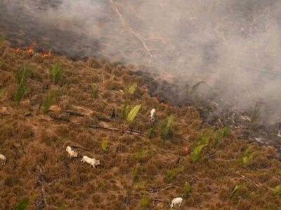 El 2021 se considera el peor año de la década para el bioma en términos de devastación ambiental. | Foto: @AndreteleSUR