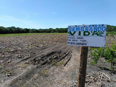 "Sembrando vida" ya causa daños ambientales y sociales en Campeche