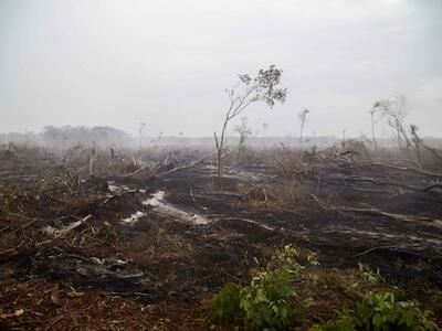 En varias regiones del país, los terrenos forestales se incendian para después transformarlos en campos agrícolas. Foto: Robín Canul.