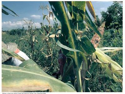 Milpa o chacra en algún lugar de América Latina. Foto: Biodiversidad