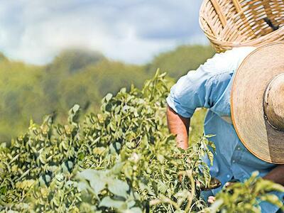 Sufre México de inseguridad alimentaria