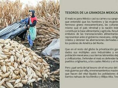 Suplemento Ojarasca #308 | Tesoros de la grandeza mexicana: el maíz y el agua