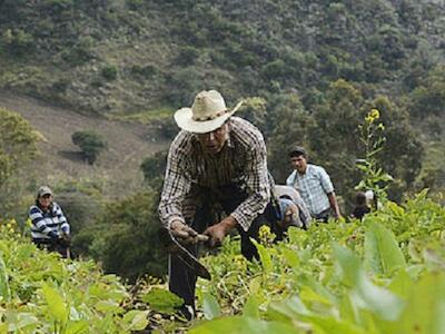 Territorialização da Agroecologia na Via Campesina 