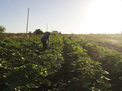 Tierras para una vida digna, producir sano y terminar con el hambre