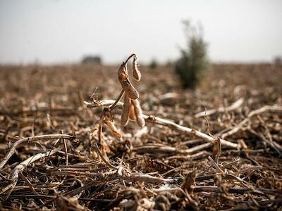 Transgénicos, soja y la falsa promesa de acabar con el hambre en el mundo