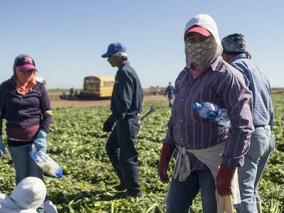 Cuadrillas de jornaleros y jornaleras en la cosecha de apio en el noroeste mexicano. Foto: Jerónimo Palomares