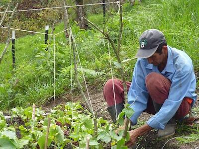 Tribunal Superior Agrario declaró el derecho que tienen los agricultores a realizar su actividad de forma agroecológica 