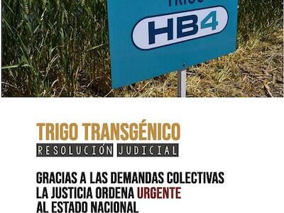 Trigo transgénico: Resolución Judicial