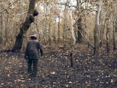 Un estudio publicado en la revista Nature Ecology & Evolution indica que los bosques tardan más en recuperarse tras los incendios forestales