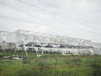 Naves abandonadas de invernaderos destinados a la producción de "berries". Ejido Villa Corona, Jalisco, México. Foto: Jerónimo Palomares