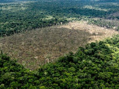 Una reflexión crítica sobre la participación en los procesos de política internacional sobre bosques