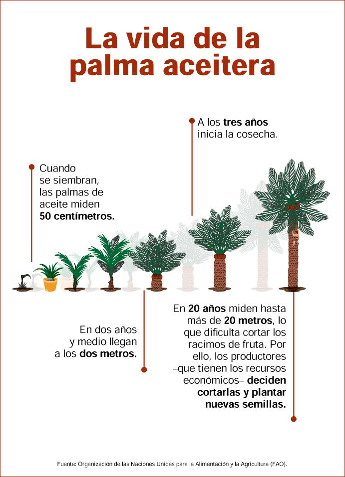estructura de la fruta de la palma de aceite