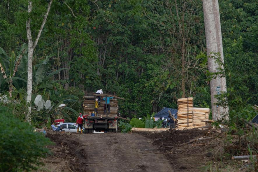 Balsa en Ecuador 6 plantaciones, poblaciones silvestres y nuevos