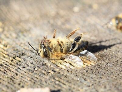 ¡Salvemos las abejas y a los agricultores!