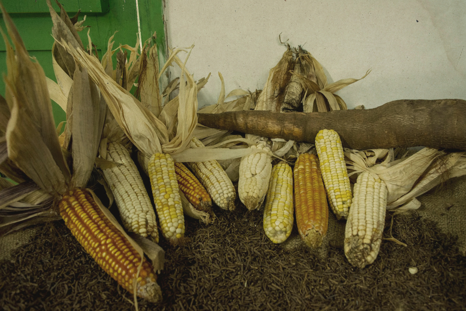Audio - Investigación sobre maíces criollos en sur de Brasil y Uruguay  documenta resultados sorprendentes | Biodiversidad en América Latina