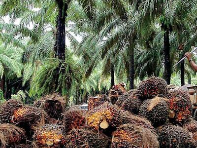 La industria de la palma aceitera, otra plaga del sistema de desarrollo imperante