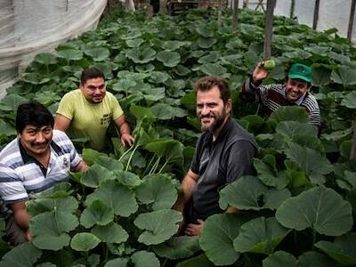 La utopía de la lechuga