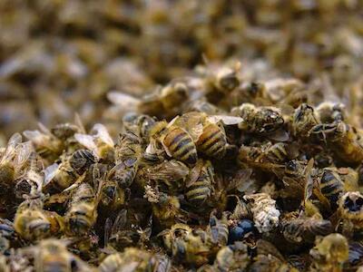 Agroquímicos amenazan abejas y cultivos