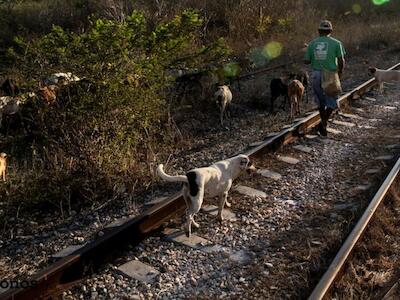 “Después de la consulta, ¿quién tiene la última palabra?”: cuestionan comunidades indígenas sobre el Tren Maya