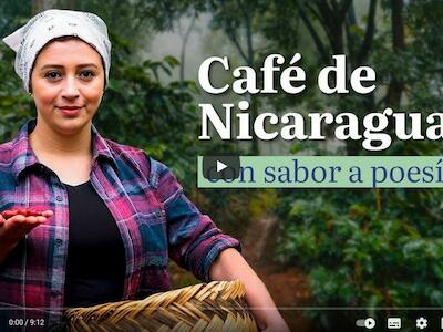 El café de Nicaragua, entre los mejores del mundo 