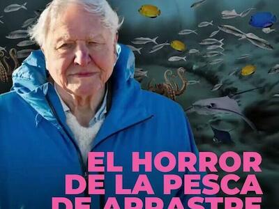 El crimen invisible del mar: Attenborough denuncia la devastación de la pesca de arrastre