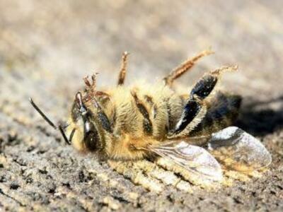 Mortandad de abejas: en las puertas de una catástrofe ambiental
