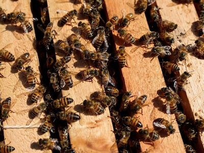Mortandad de abejas por la industria de la celulosa en Mato Grosso do Sul