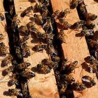 Mortandad de abejas por la industria de la celulosa en Mato Grosso do Sul