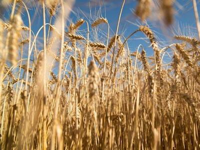 #NoalTrigoTransgénico | ¿Sabías que Argentina aprobó el primer trigo transgénico del mundo?