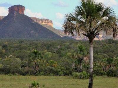 Presença de buriti em paisagens costuma indicar a existência de algum curso d'água.