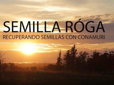 Semilla Róga: Recuperando semillas con Conamuri