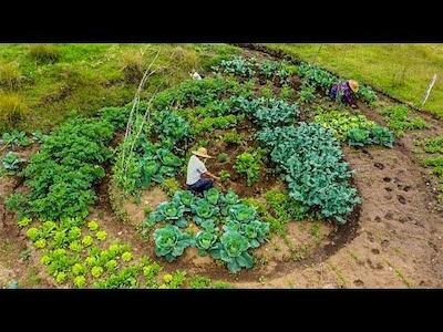 Sistema Participativo de Garantía de Calidad de las Semillas: una experiencia en Colombia