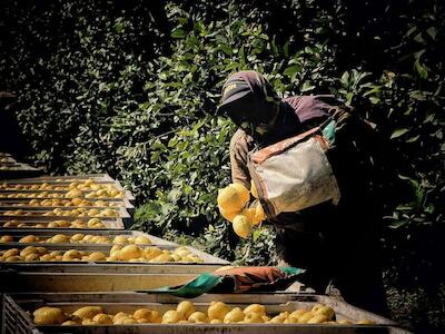 Trabajo rural: la cosecha de limón y el movimiento obrero rural ante la injusticia