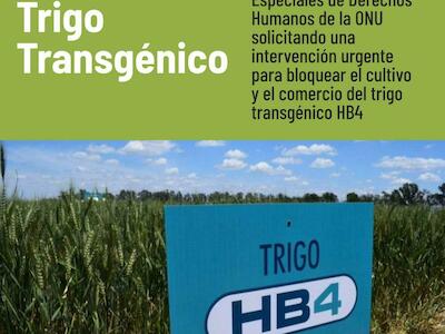 ¡No al Trigo Transgénico!